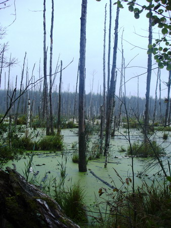 Канал им.Москвы подтопил лес. Это в ста метрах от канала.