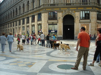 По неапольскому Пассажу бродит свора бездомных собачек внушительного размера.